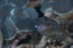B O X F I S H
Boxfish black female (Ostracion meleagris)... by Irwin Ang 